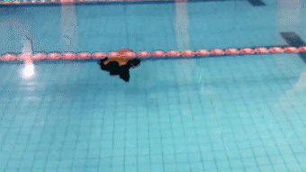 1578903291977936.gif https://mmbiz.qpic.cn/mmbiz_gif/jpBXxLSSYJ8FQo3okTZCPiaLmpNx3mYapamRrgrg0ibicmE0jibELX93gDibfdQENn5pDIUiaU7cw5UgBRHjianWl81Mw/640?wx_fmt=gif&wxfrom=5&wx_lazy=1